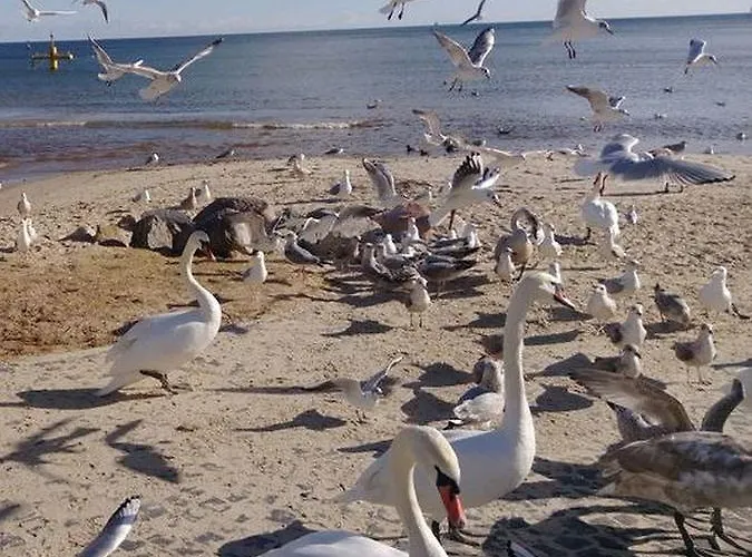 Kolibki - Hav Aparts Apartman